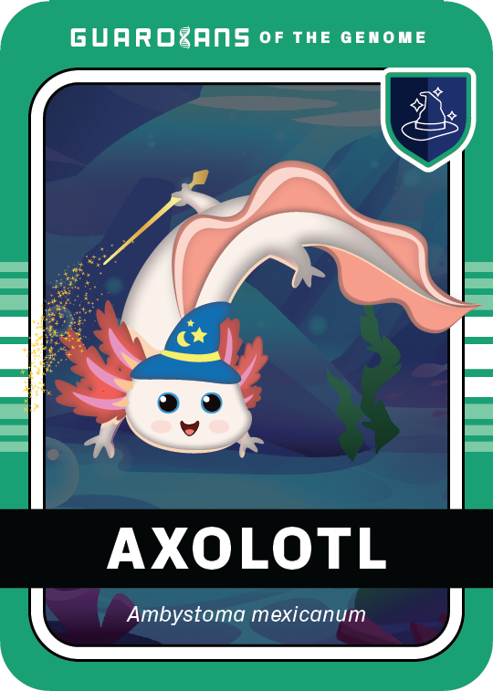 Core_Axolotl_Front@3x
