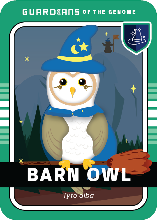 Core_BarnOwl_Front@3x