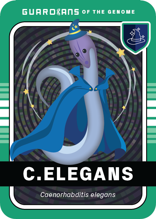 Core_CElegans_Front@3x