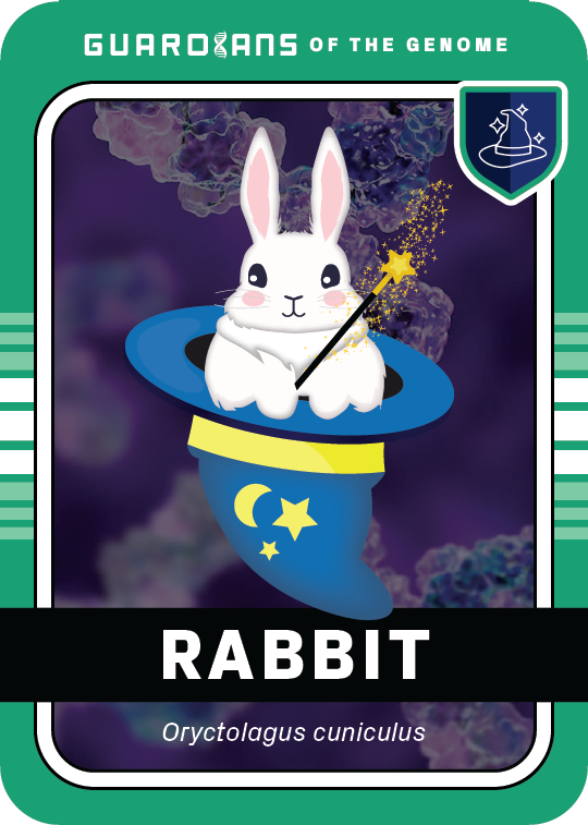 Core_Rabbit_Front@3x
