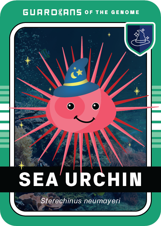 Core_SeaUrchin_Front @3x