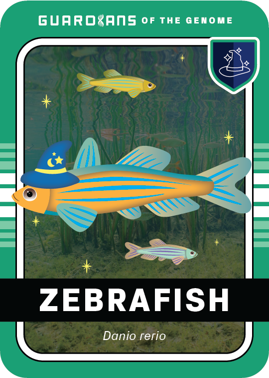 Core_Zebrafish_Front@3x