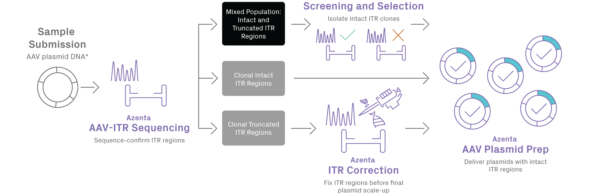 AAV Plasmid Synthesis Workflow
