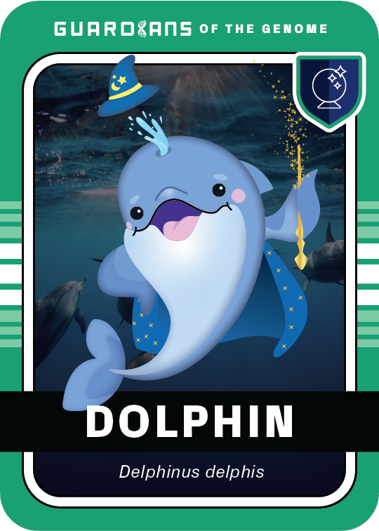 Core_Dolphin_Front@3x