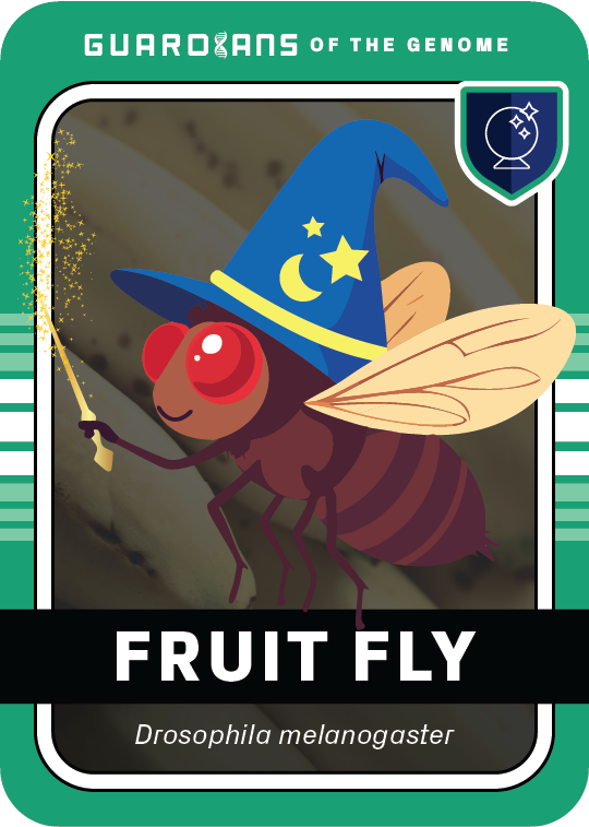 Core_FruitFly_Front@3x