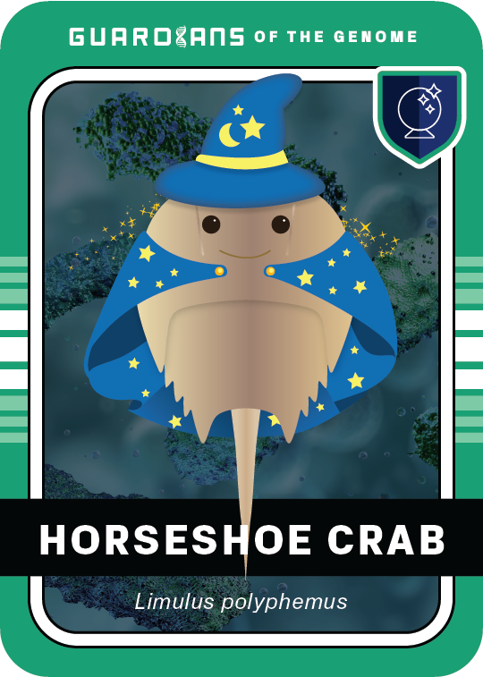 Core_HorseshoeCrab_Front@3x