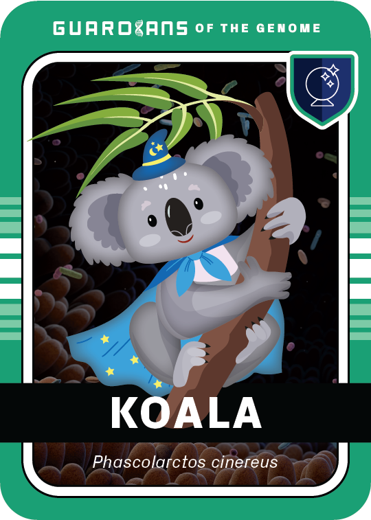 Core_Koala_Front@3x
