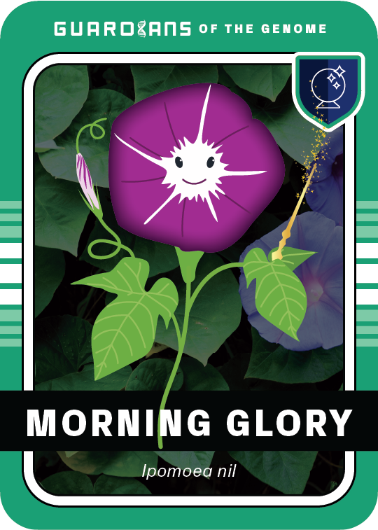 Core_MorningGlory_Front@3x