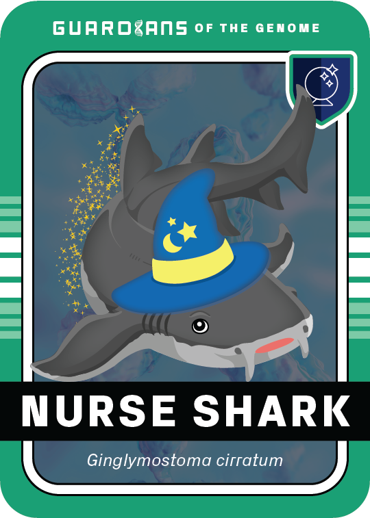 Core_NurseShark_Front@3x