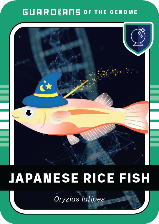 Core_RiceFish_Front@3x