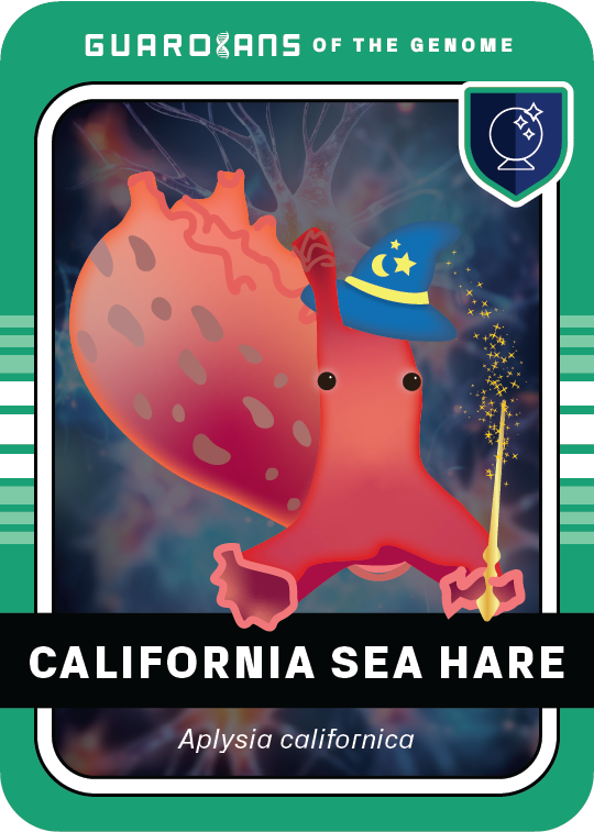 Core_SeaHare_Front@3x