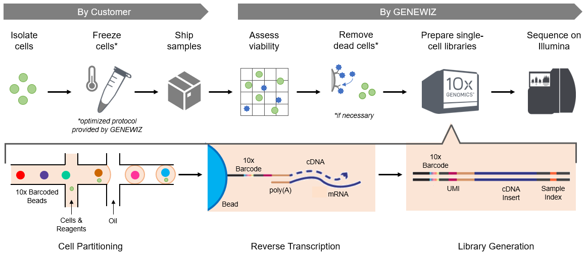 Single Cell Rna Sequencing Faqs 