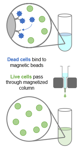 how does dead cell removal work