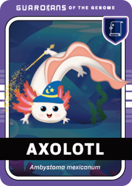 AXOLOTL JP