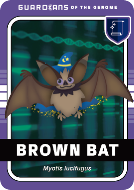 BRWON BAT JP