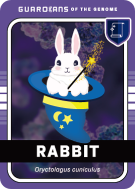 RABBIT JP