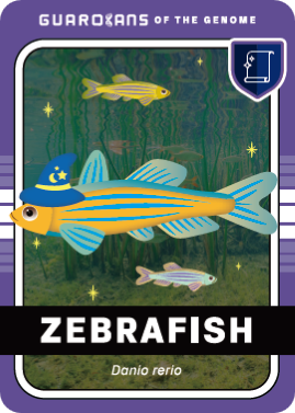 ZEBRAFISH JP